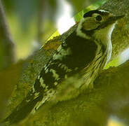 Lesser Spotted Woodpecker