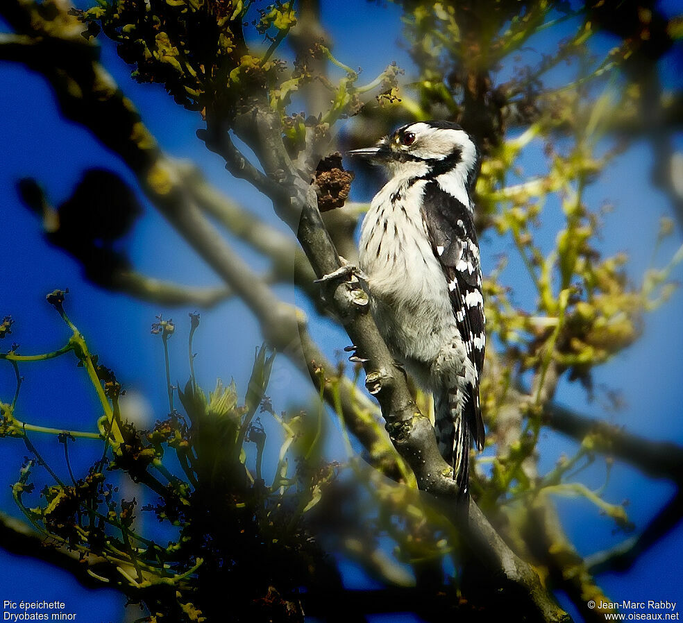 Lesser Spotted Woodpecker, identification