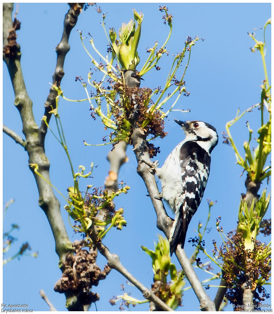 Lesser Spotted Woodpecker, identification