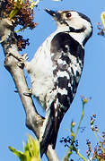 Lesser Spotted Woodpecker