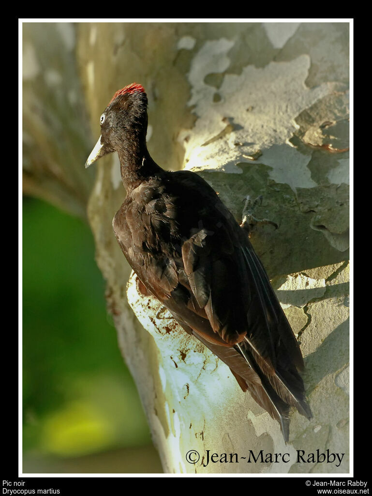 Black Woodpecker male, identification