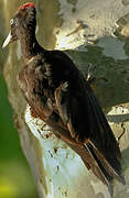 Black Woodpecker