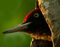 Black Woodpecker