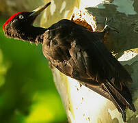 Black Woodpecker