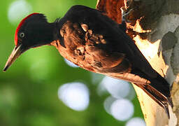 Black Woodpecker