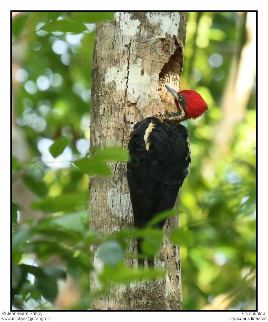 Lineated Woodpecker, identification