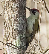 European Green Woodpecker