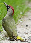 European Green Woodpecker