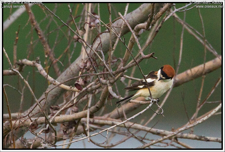 Pie-grièche à tête rousse, identification