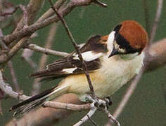 Woodchat Shrike