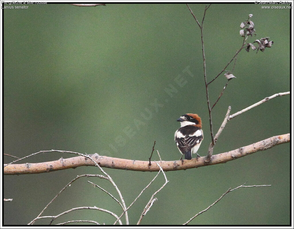 Woodchat Shrike, identification