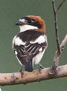 Woodchat Shrike