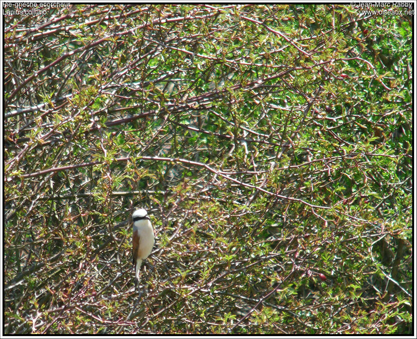 Pie-grièche écorcheur, identification