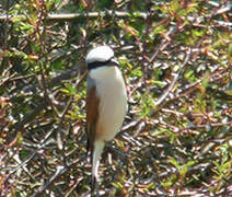 Red-backed Shrike