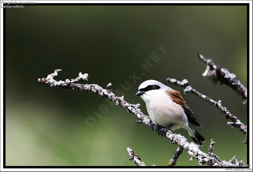 Pie-grièche écorcheur mâle, identification