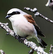 Red-backed Shrike