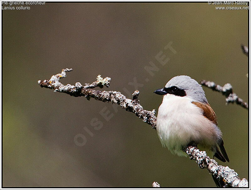 Red-backed Shrike male, identification