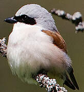 Red-backed Shrike