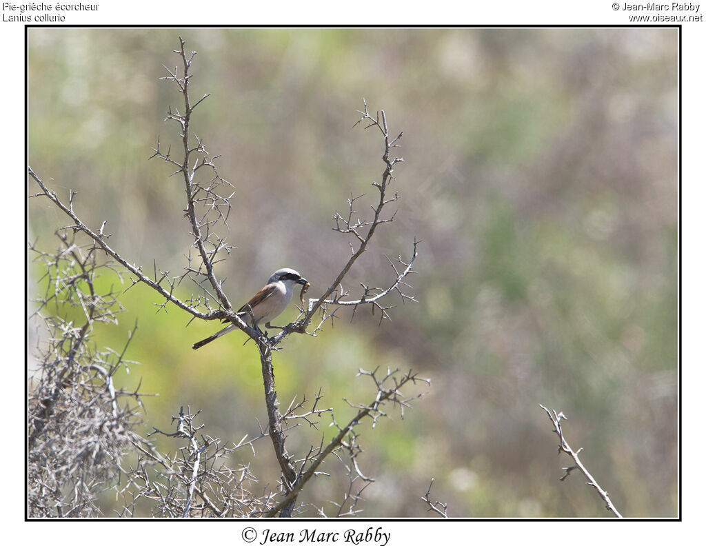 Pie-grièche écorcheur, identification