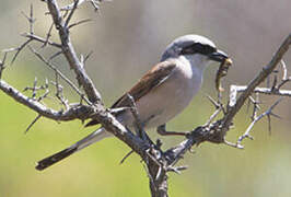 Red-backed Shrike