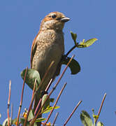 Red-backed Shrike