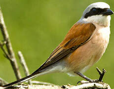 Red-backed Shrike