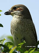 Red-backed Shrike