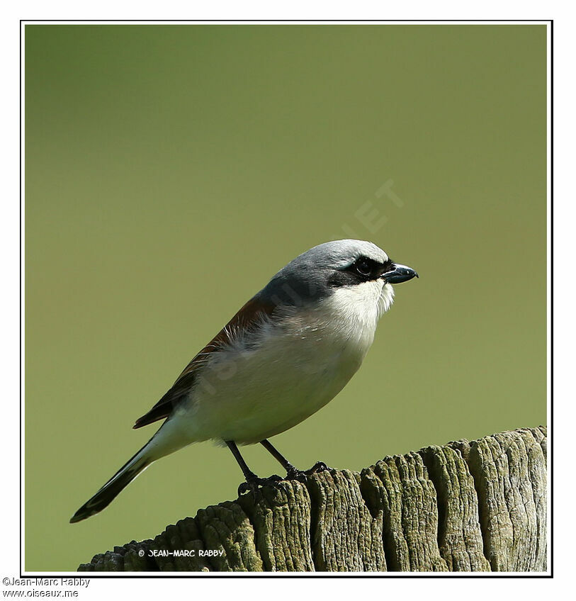 Red-backed Shrike male, identification