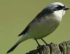 Red-backed Shrike