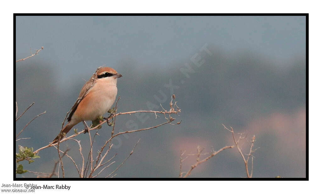 Isabelline Shrike, identification