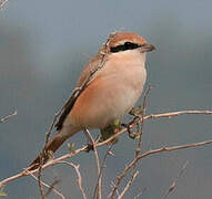 Isabelline Shrike