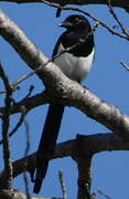 Eurasian Magpie