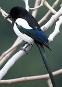 Eurasian Magpie