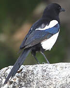 Eurasian Magpie