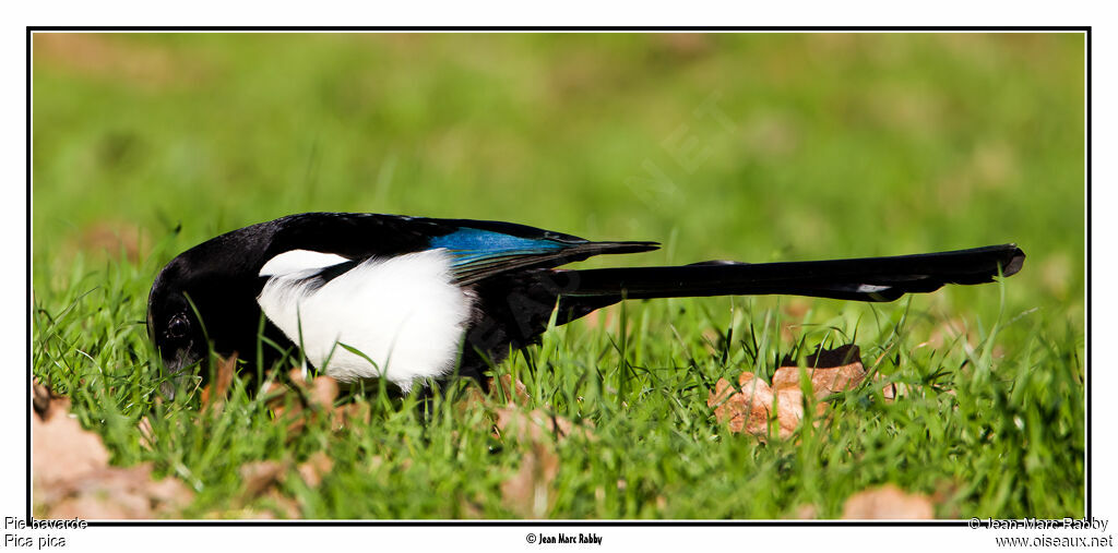 Pie bavarde, identification