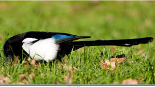 Eurasian Magpie