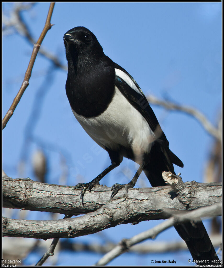 Eurasian Magpie, identification