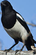 Eurasian Magpie