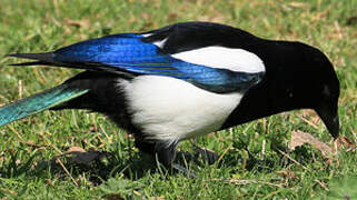 Eurasian Magpie