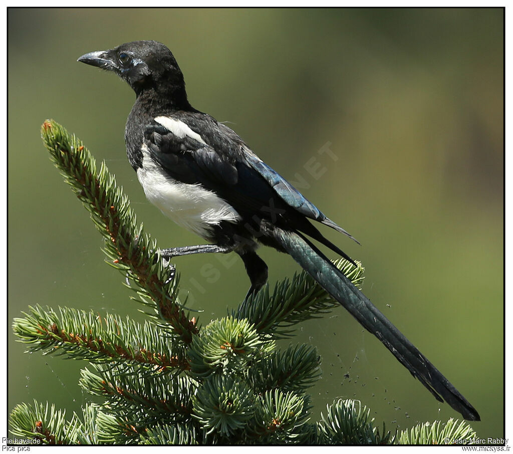 Pie bavardejuvénile, identification