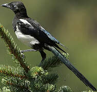 Eurasian Magpie