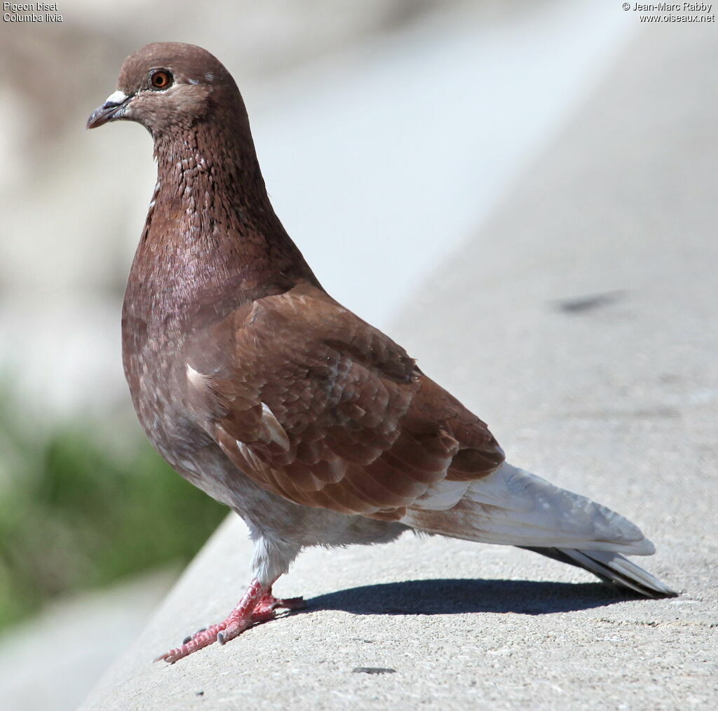 Pigeon biset, identification