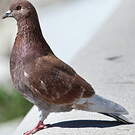 Pigeon biset