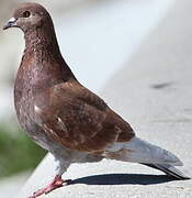 Pigeon biset