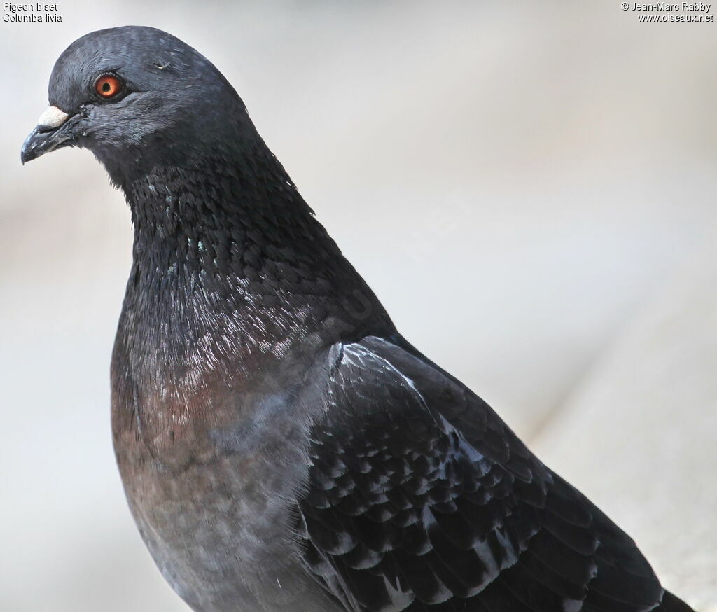 Pigeon biset, identification