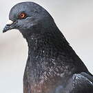 Pigeon biset