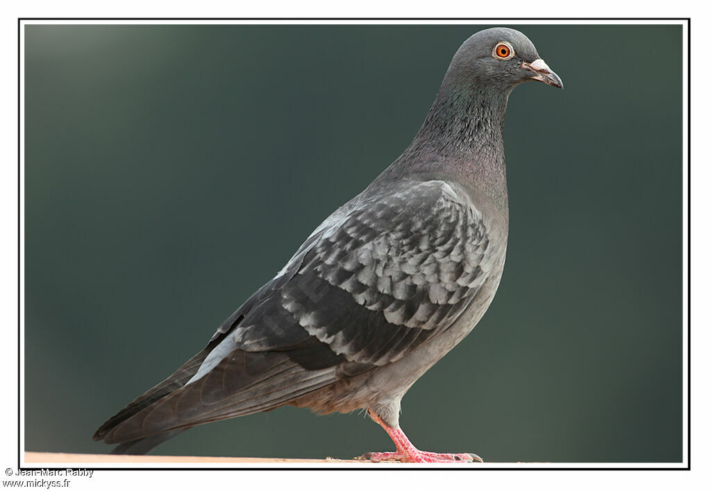 Pigeon biset, identification