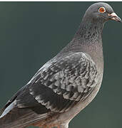 Rock Dove