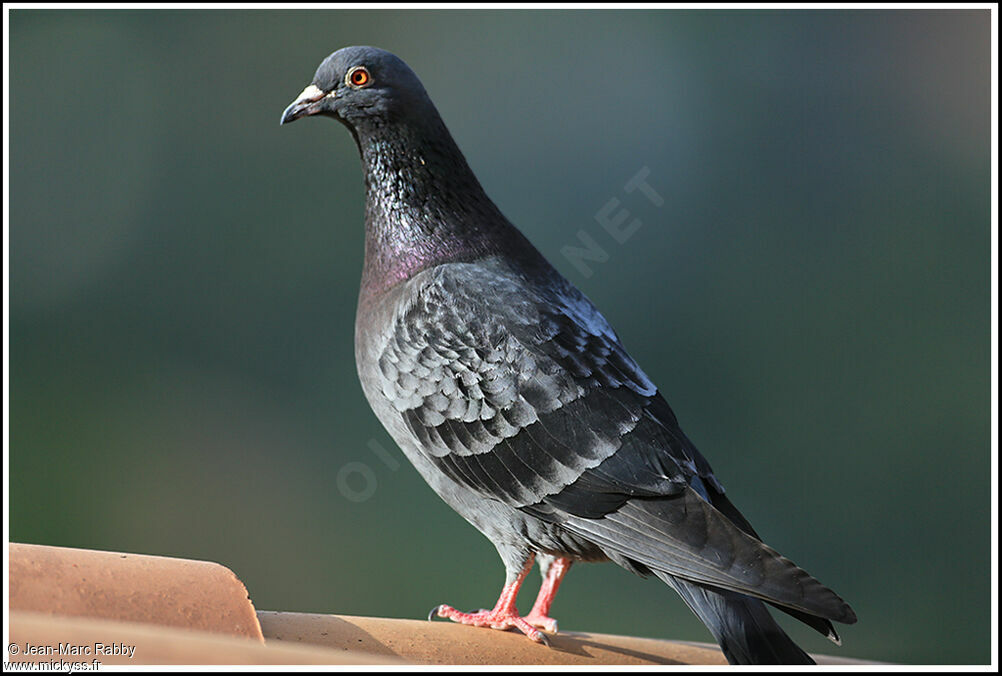 Rock Dove, identification