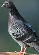 Rock Dove